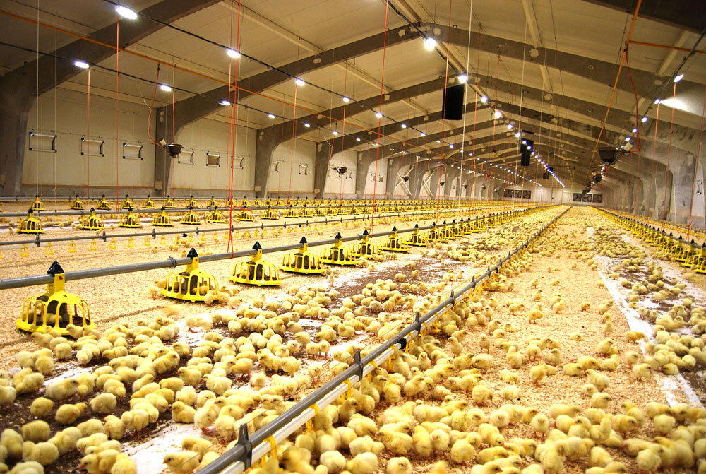 Poultry shed farm for broiler layer breeder chicken design